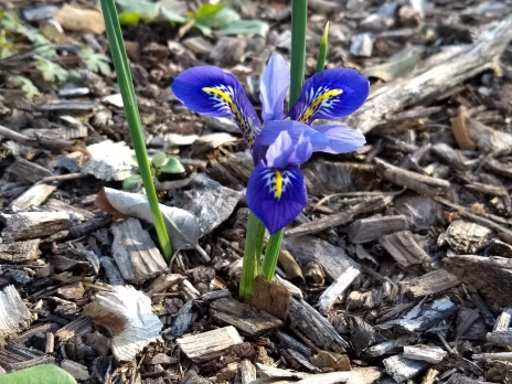 mini iris, march 2018