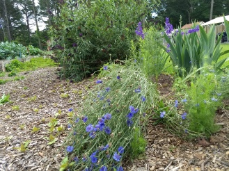 blue bachelor's button along with purple larkspur and 'black knight' butterfly bush in the background